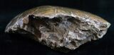 Polished Fossil Coral Head - Very Detailed #10374-2